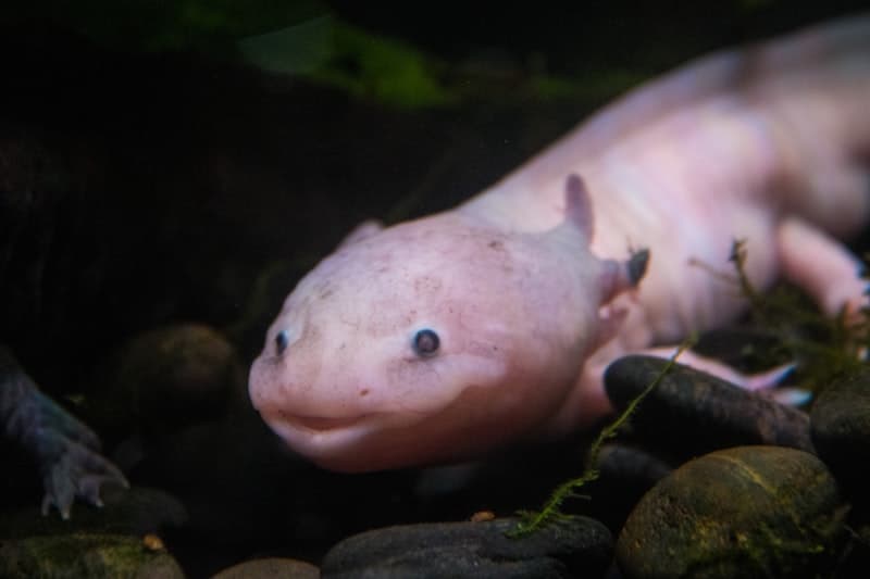 Axolotl
