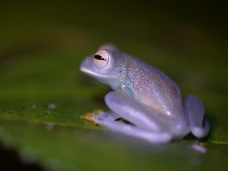 Glass Frog