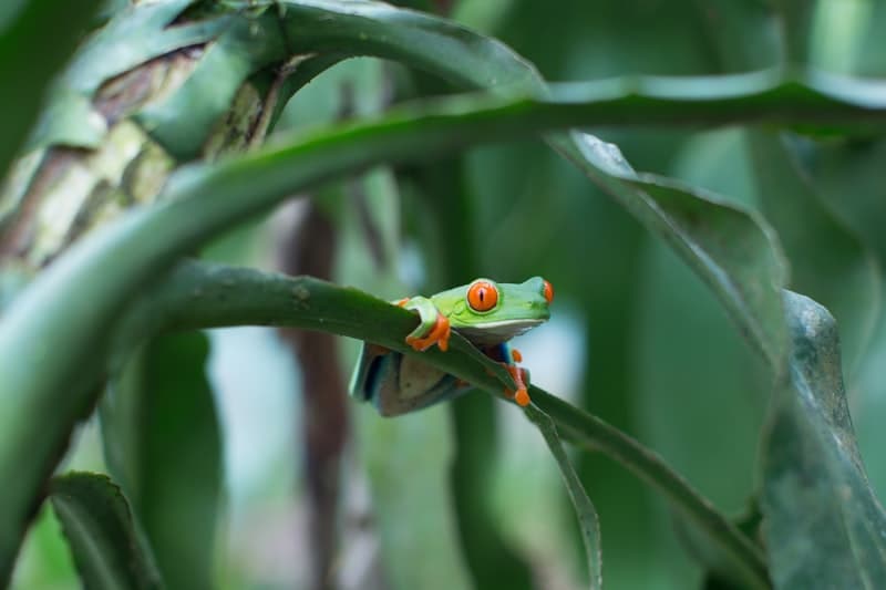 Red-eyed Tree Frog
