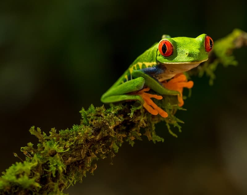 Tree Frog