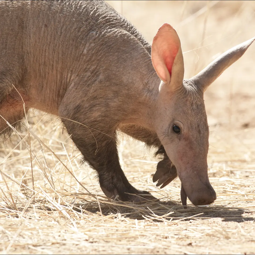 🐾 Aardvark - Africa's Nocturnal Insect Eater
