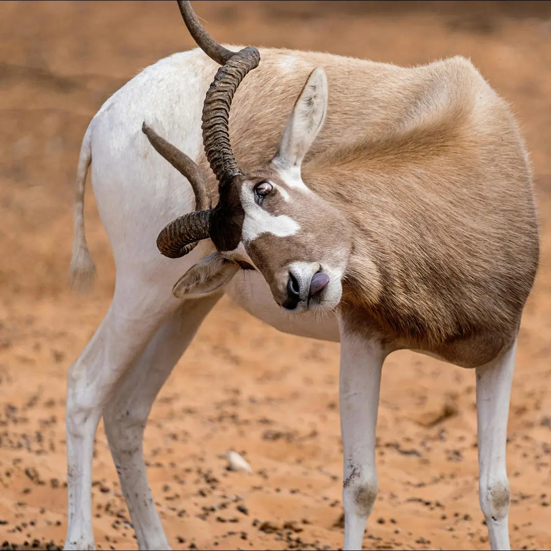 🦌 Addax - Endangered Antelope of the Desert