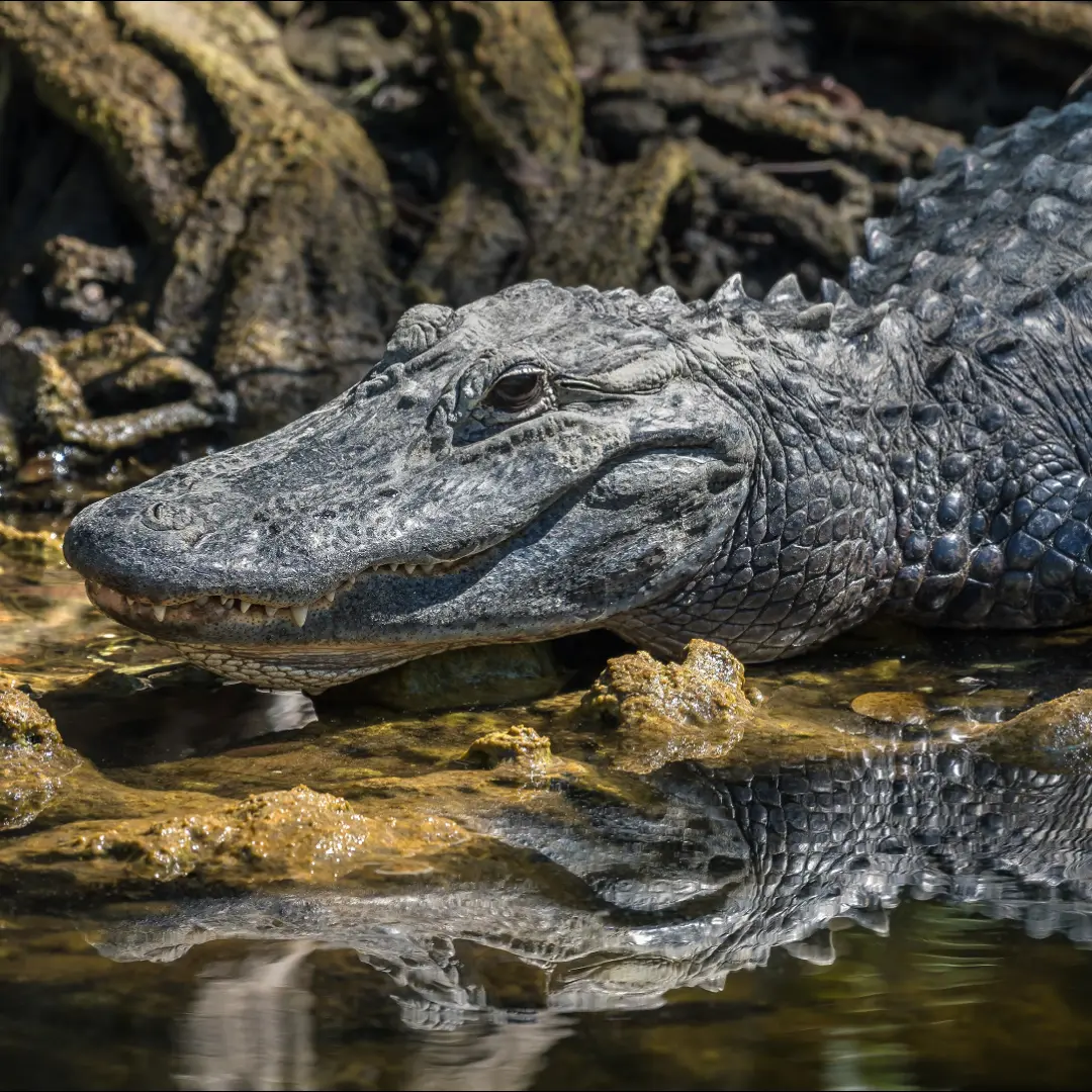 🐊 Alligator - Stealthy Predator of the Swamps