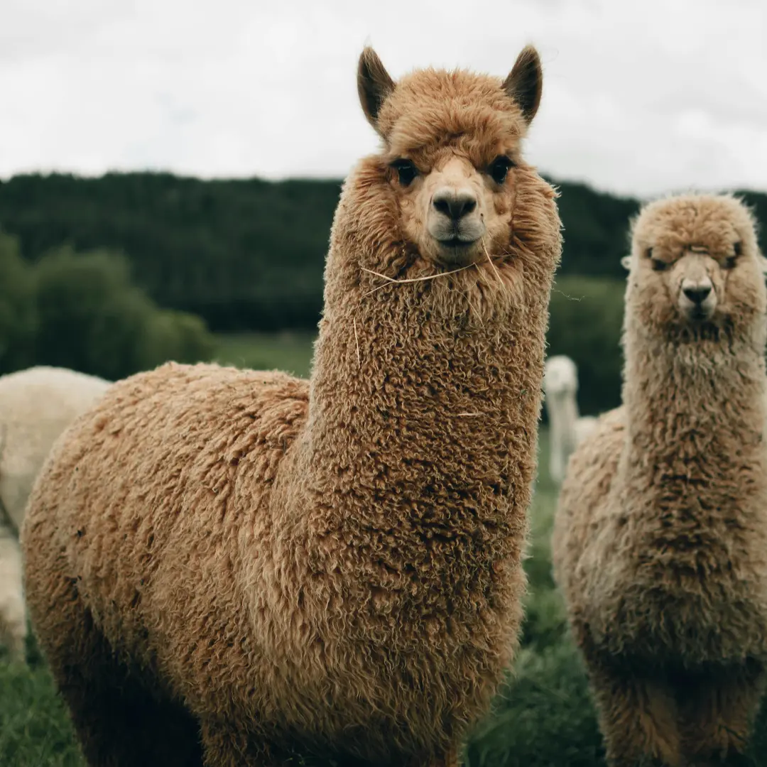 🦙 Alpaca - Fluffy Camelid of the Andes