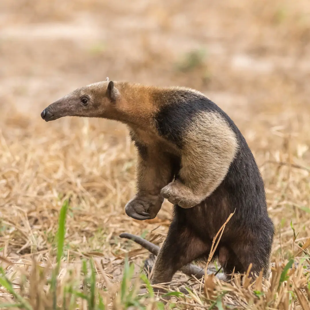 🐜 Anteater - Long-Tongued Insect Hunter
