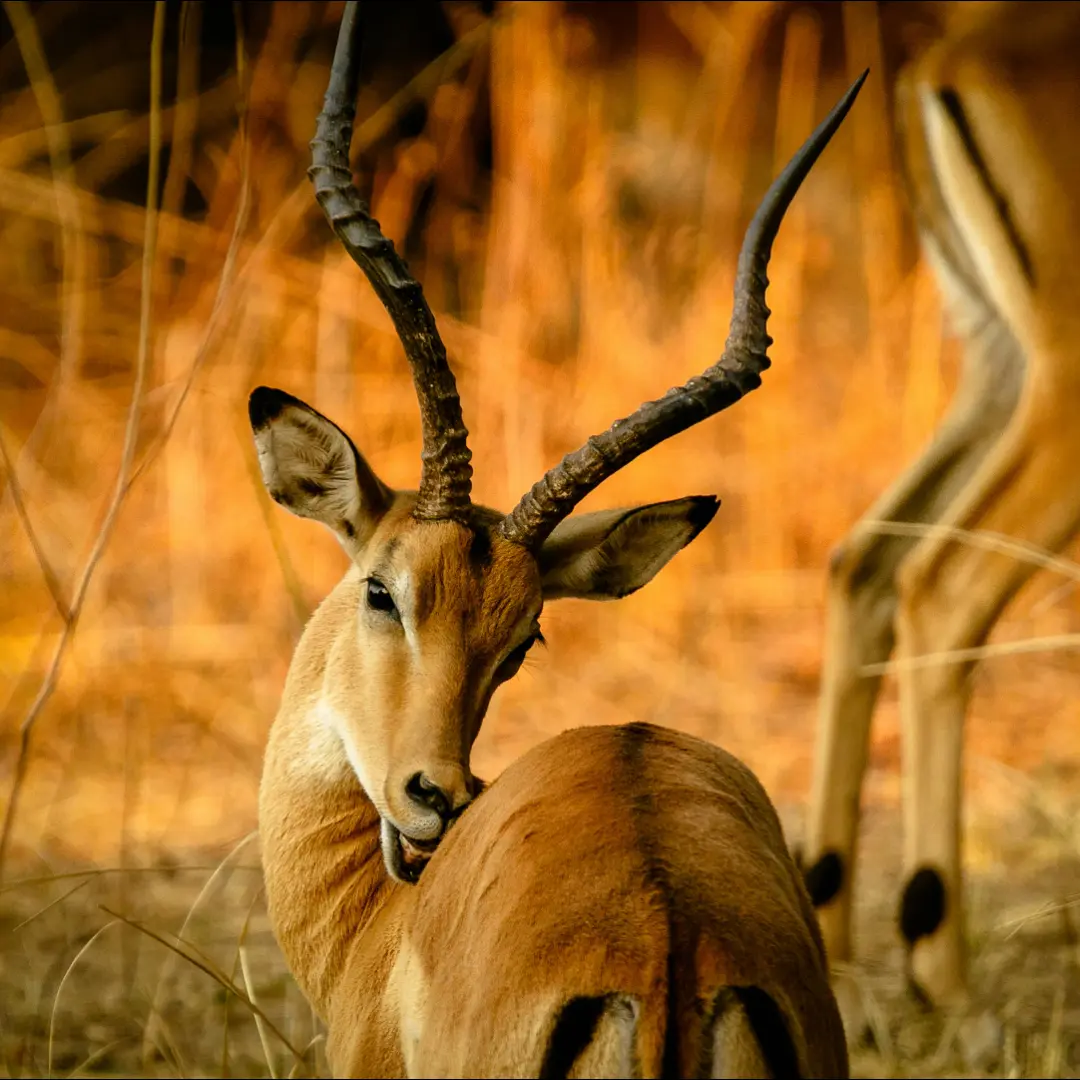 🦌 Antelope - Graceful Runners of the Grasslands