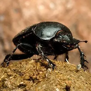 dung beetle