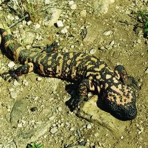 gila monster