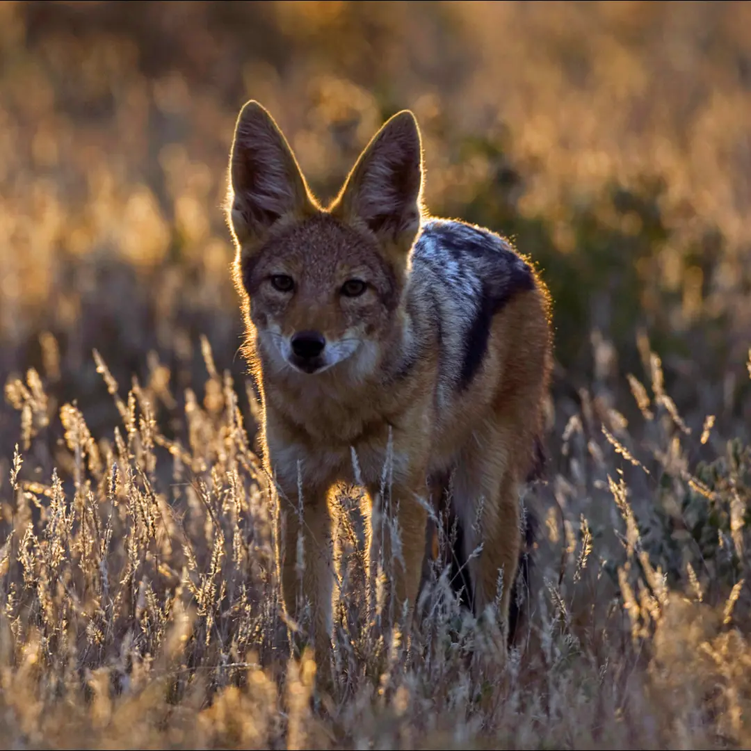 🐺 Jackal - Smart Scavenger of the Savannah