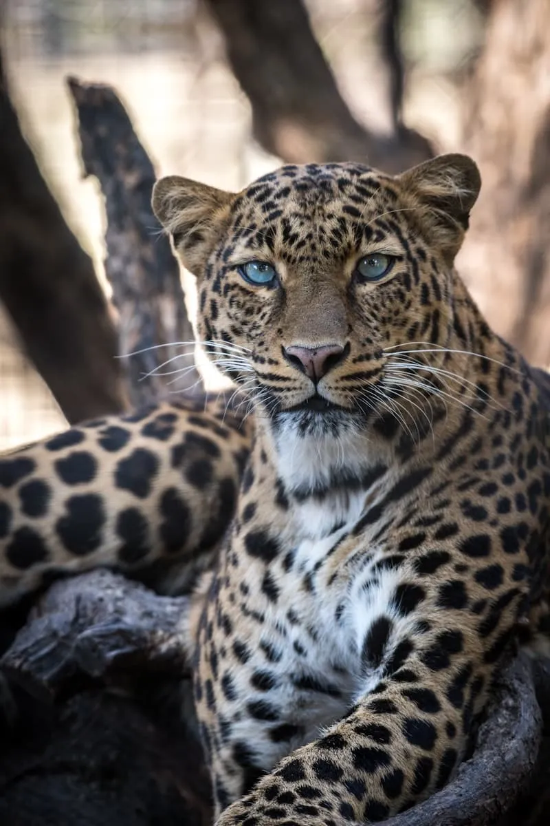 🐆 Jaguar - Facts, Habitat, and Fun Trivia