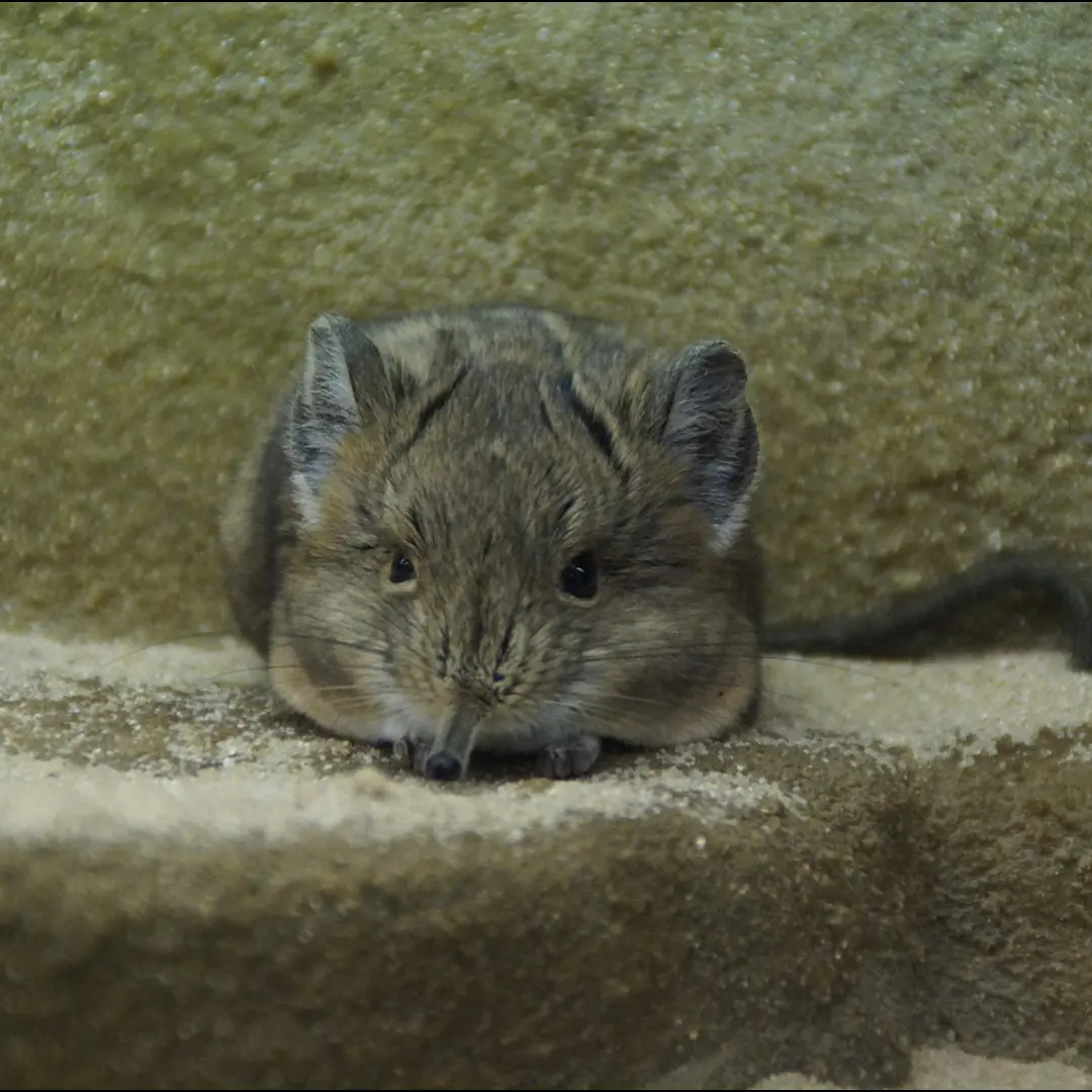 🐭 Jerboa - Desert Acrobat with Super Jumps