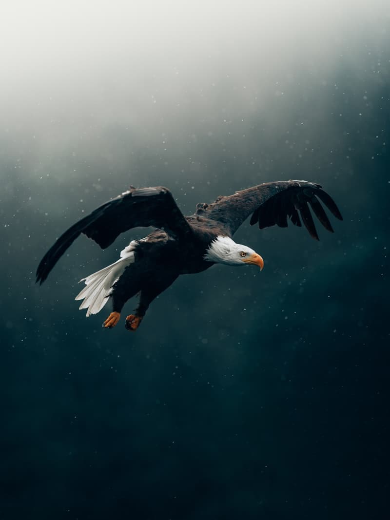 Eagle