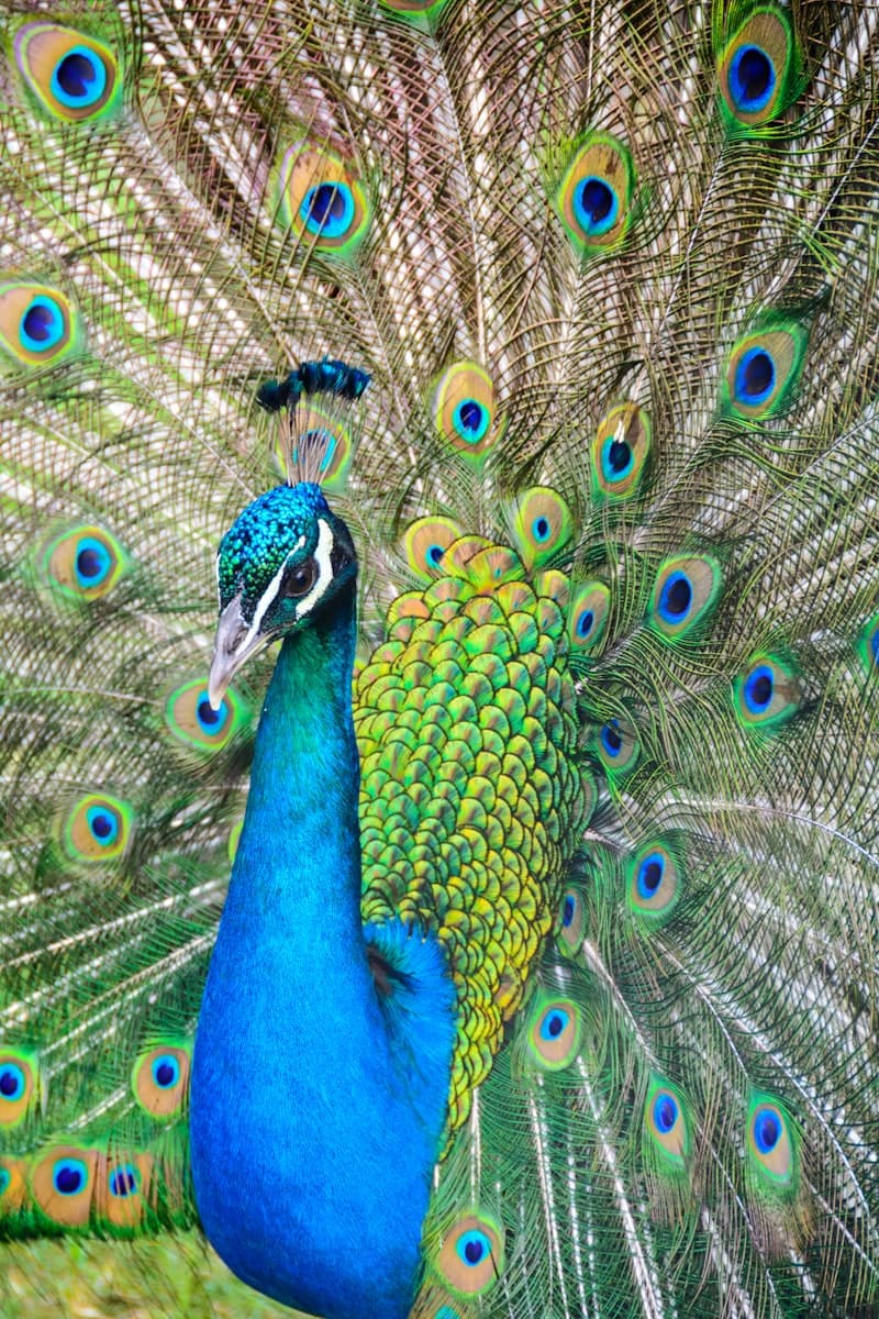Peacock