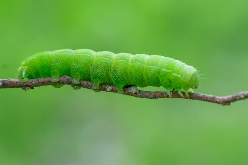 Caterpillar