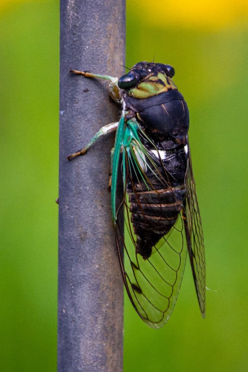 Cicada