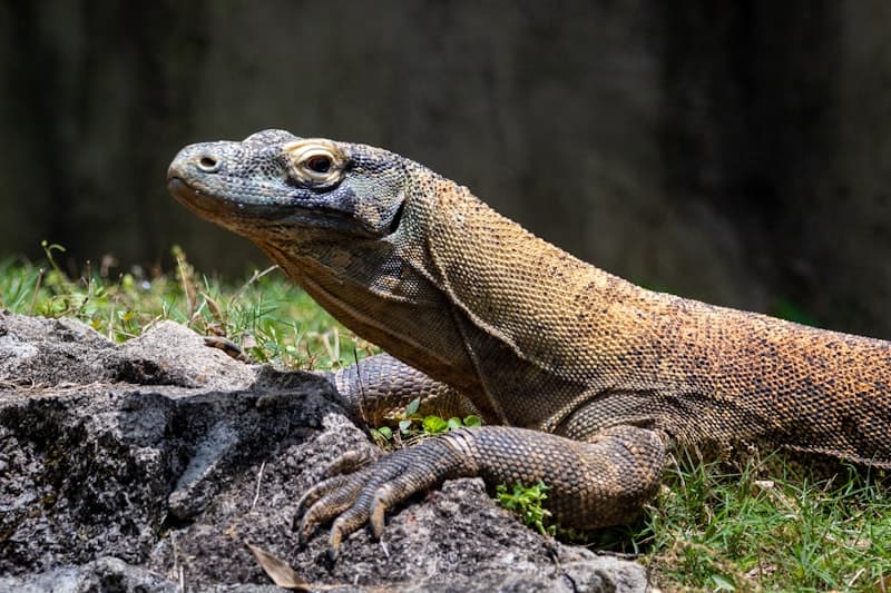 Komodo Dragon